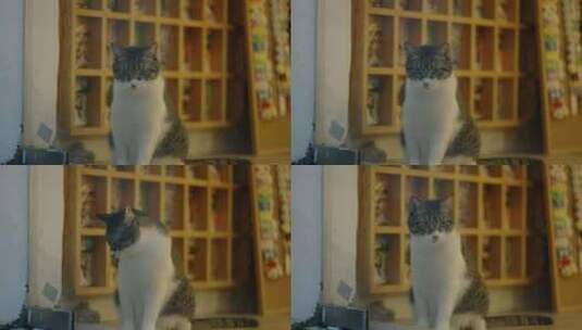 站在窗台上的猫高清在线视频素材下载