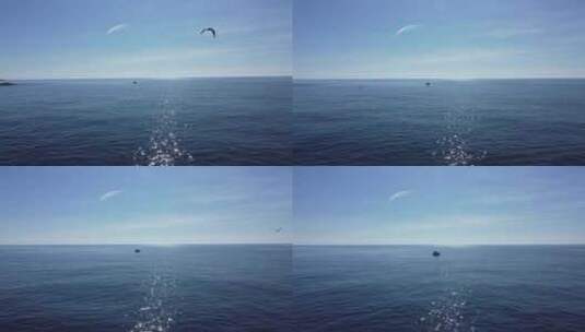 大海 海面 飞翔 海鸥高清在线视频素材下载