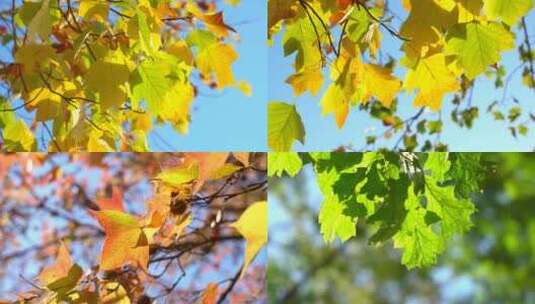 秋天树叶风景高清在线视频素材下载