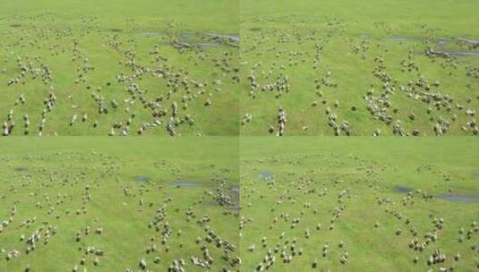 草原羊群 牛群高清在线视频素材下载