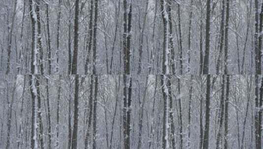 雪景树林冬天素材高清在线视频素材下载