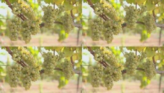 葡萄园 采摘葡萄 成熟高清在线视频素材下载