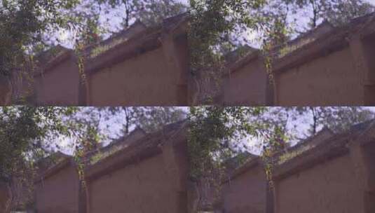农村墙头外的树叶高清在线视频素材下载