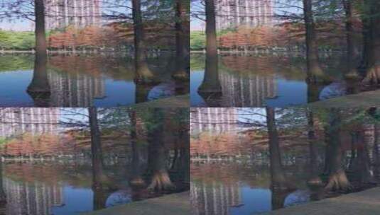 佛山千灯湖南海活水公园落羽杉红叶高清在线视频素材下载
