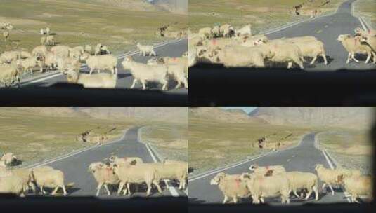 自然保护区过马路的羊群高清在线视频素材下载