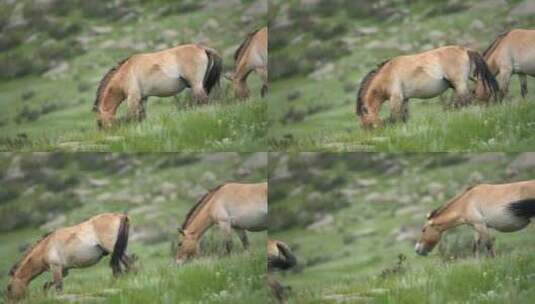 草原上的马高清在线视频素材下载