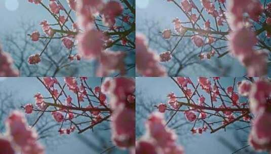 春天盛开的梅花高清在线视频素材下载