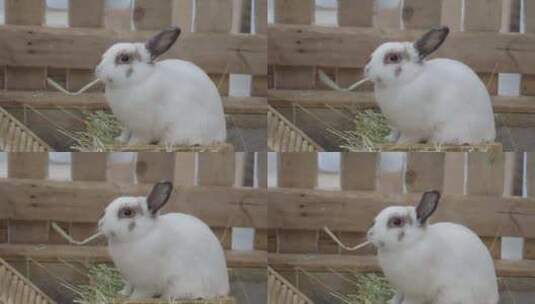 可爱的兔子高清在线视频素材下载