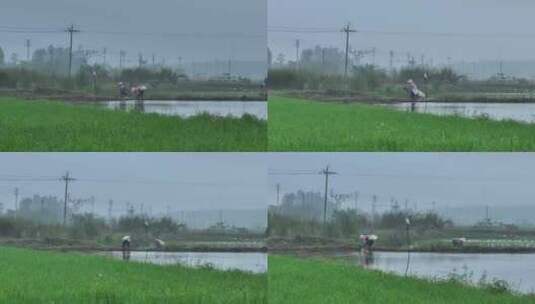 海南水稻农田插秧航拍高清在线视频素材下载