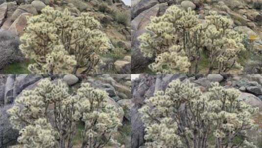 南加州一种尖尖的野生沙漠植物的镜头，上面高清在线视频素材下载