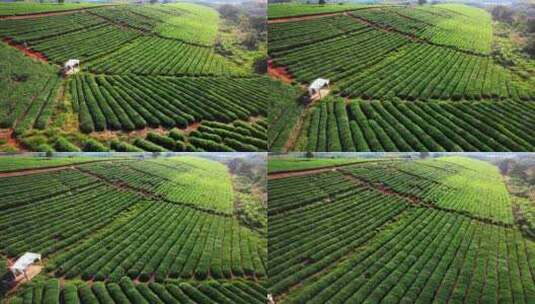 航拍春天乡村农业农场茶叶茶园种植的植物高清在线视频素材下载