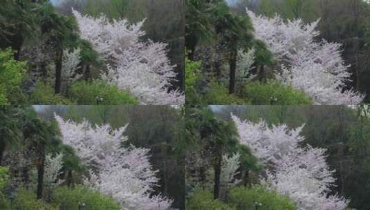 唯美春天南京古城墙鸡鸣寺樱花高清在线视频素材下载