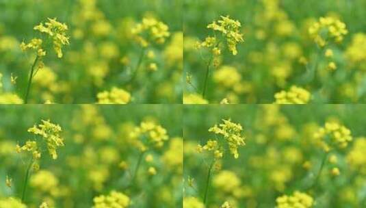 春天盛开的黄色油菜花与采蜜蜜蜂满画幅特写高清在线视频素材下载