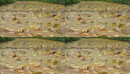 地上金黄的落叶实拍高清在线视频素材下载