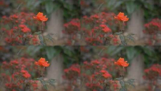 花朵花瓣花开绽放吹动高清在线视频素材下载