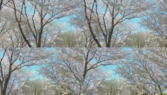 无锡金匮公园樱花地拍横移视角高清在线视频素材下载
