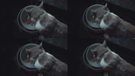 可爱的猫咪在吃猫粮高清在线视频素材下载