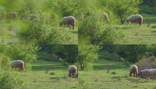 羊在绿色草地上吃草高清在线视频素材下载