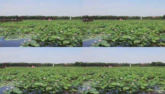 苏州相城荷塘月色湿地公园荷花荷叶荷塘高清在线视频素材下载