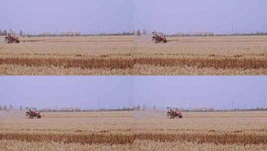4K北方成熟的小麦麦田收高清在线视频素材下载