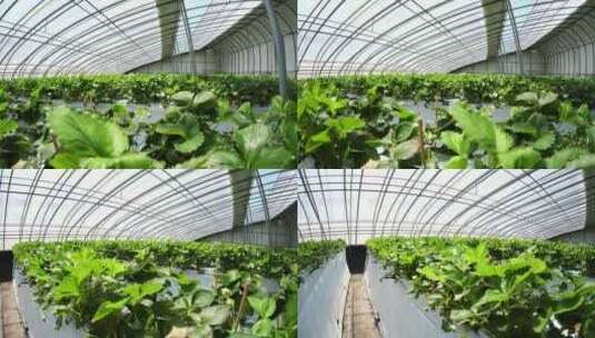 现代化塑料大棚草莓栽培，4K横屏高清在线视频素材下载