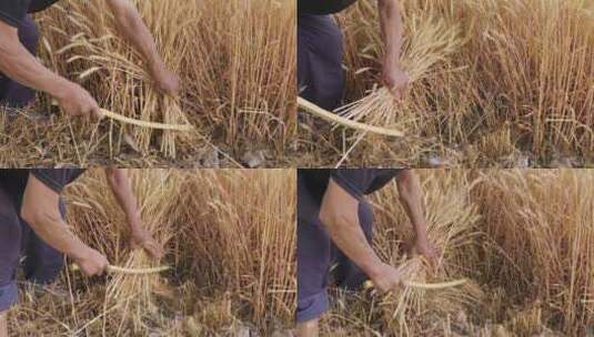农民镰刀割麦子小麦丰收收割高清在线视频素材下载
