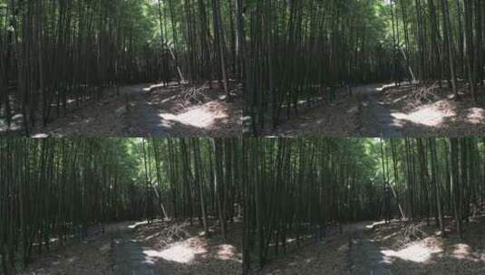 夏天阳光美丽的生态竹林竹海 常熟虞山宝岩高清在线视频素材下载