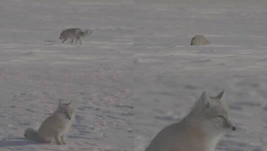 雪地沙狐特写高清在线视频素材下载