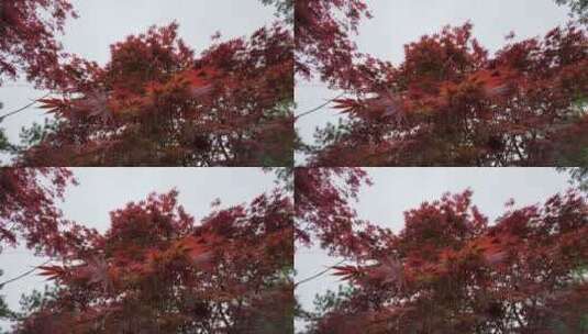 红色枫树叶高清在线视频素材下载