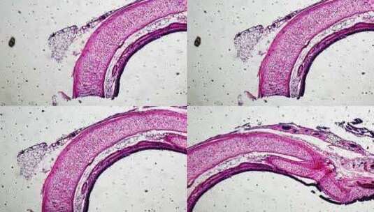 气管横切面显微镜观察高清在线视频素材下载