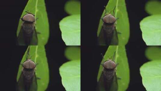 8K超清昆虫蝇类高清在线视频素材下载