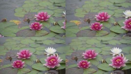 雨中水莲 莲花 睡莲 水莲高清在线视频素材下载