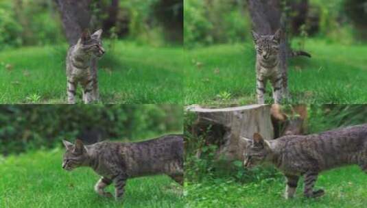 绿色草坪上的虎斑猫高清在线视频素材下载