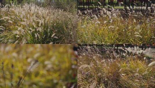 野草 杂草 金色毛毛草狗尾草空镜合集高清在线视频素材下载