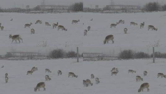 冬天雪地里来了野生黄羊高清在线视频素材下载