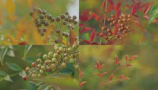 南天竹/夏日植物果实高清在线视频素材下载