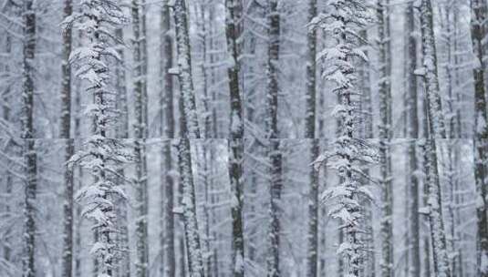 冬天雪景树林雾凇高清在线视频素材下载