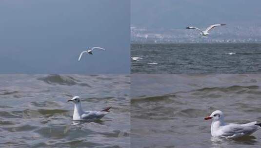 洱海水面上的白色海鸥高清在线视频素材下载