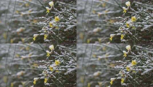 春天雪中的迎春花空境升格高清在线视频素材下载