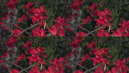 盛开的红色木棉花特写高清在线视频素材下载