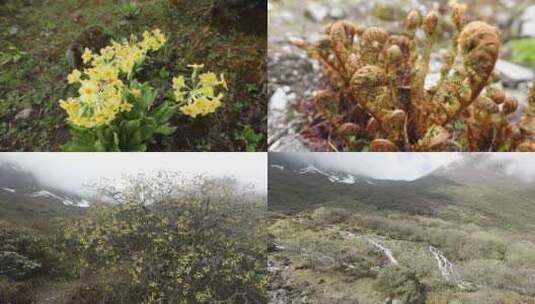 高原植物合集高清在线视频素材下载