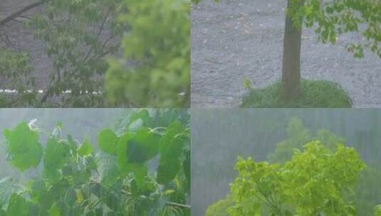 城市下暴雨倾盆大雨下雨天雨水雨滴植物树叶高清在线视频素材下载