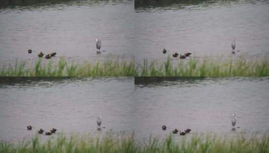 白鹭和野鸭在湖边栖息高清在线视频素材下载