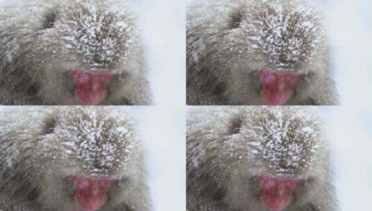 猕猴在下着雪的公园高清在线视频素材下载
