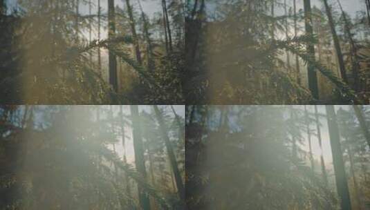 晨雾露珠阳光透过树林高清在线视频素材下载