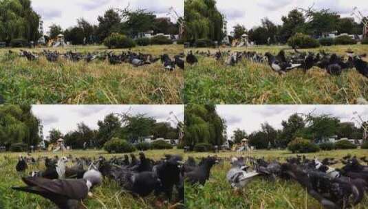鸽子在公园的草地上进食高清在线视频素材下载