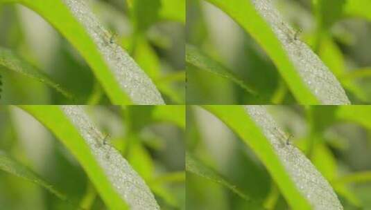 叶子上的小蟋蟀高清在线视频素材下载