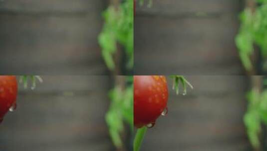 番茄植物展示高清在线视频素材下载