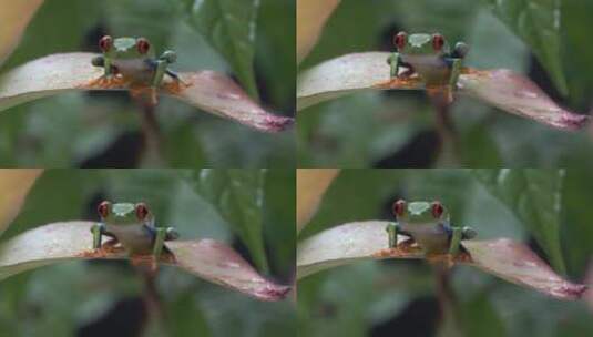 一只红眼树蛙跳跃的慢动作特写高清在线视频素材下载