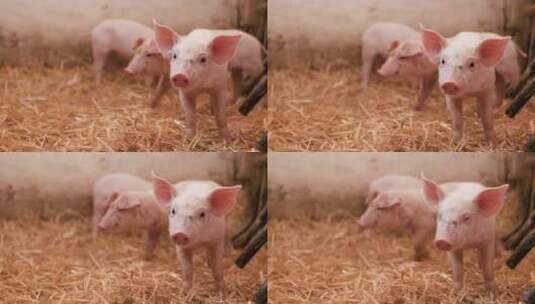 养猪场的小猪仔高清在线视频素材下载